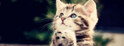 Praying Cat Facebook covers Facebook Covers