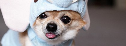 Cute Chihuahua Facebook Cover Photos Facebook Covers
