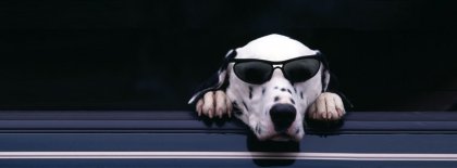 Funny Dog Facebook Covers