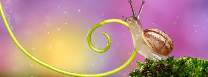 Snail Facebook Covers