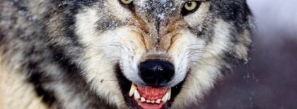 Angry Wolf Timeline Covers Facebook Covers