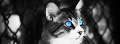 Blue Cat Eyes Facebook Covers