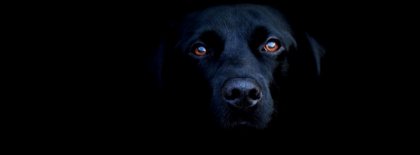 Black Labrador Facebook Covers Facebook Covers