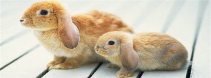 Cute Rabbits Facebook Covers