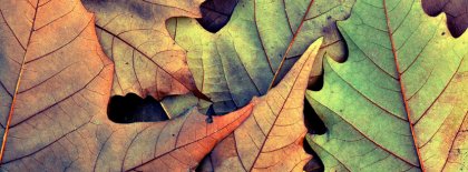 Autumn Leaves Facebook Covers